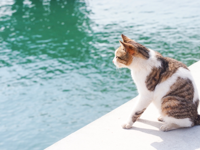 猫